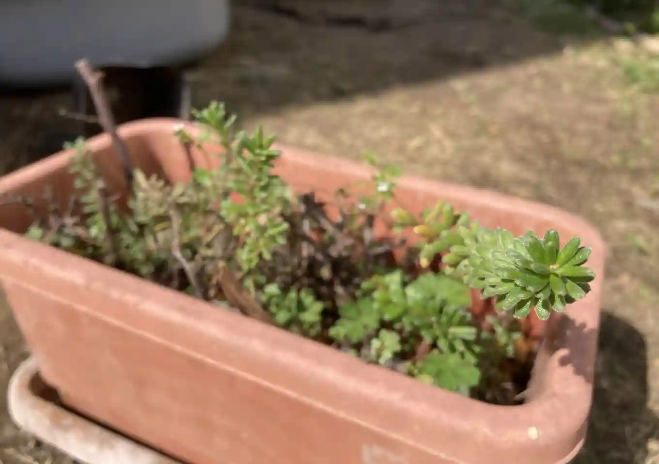 グレビレア（ラニゲラ）の挿し木／発根までの管理／挿し穂方法・培養土（鹿沼土）適正時期／オージープランツ