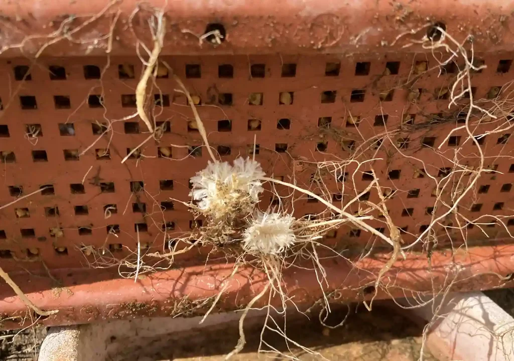 グレビレア(ラニゲラ)の挿し木/発根までの管理/挿し穂方法・培養土(鹿沼土)適正時期/オージープランツ