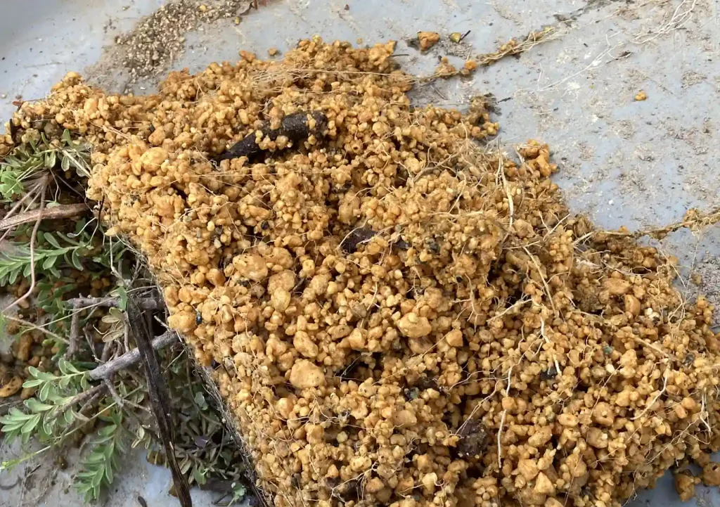 グレビレア(ラニゲラ)の挿し木/発根までの管理/挿し穂方法・培養土(鹿沼土)適正時期/オージープランツ