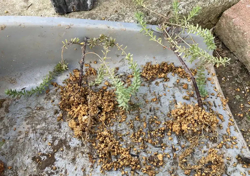 グレビレア(ラニゲラ)の挿し木/発根までの管理/挿し穂方法・培養土(鹿沼土)適正時期/オージープランツ