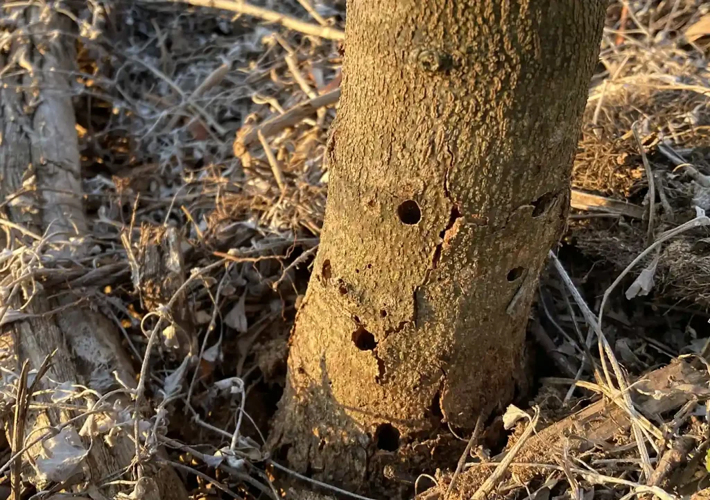 オリーブの木にゾウムシ!幹に穴と木屑/【予防】害虫被害の駆除対処方法/枯れかけている樹の復活のためにしたこと