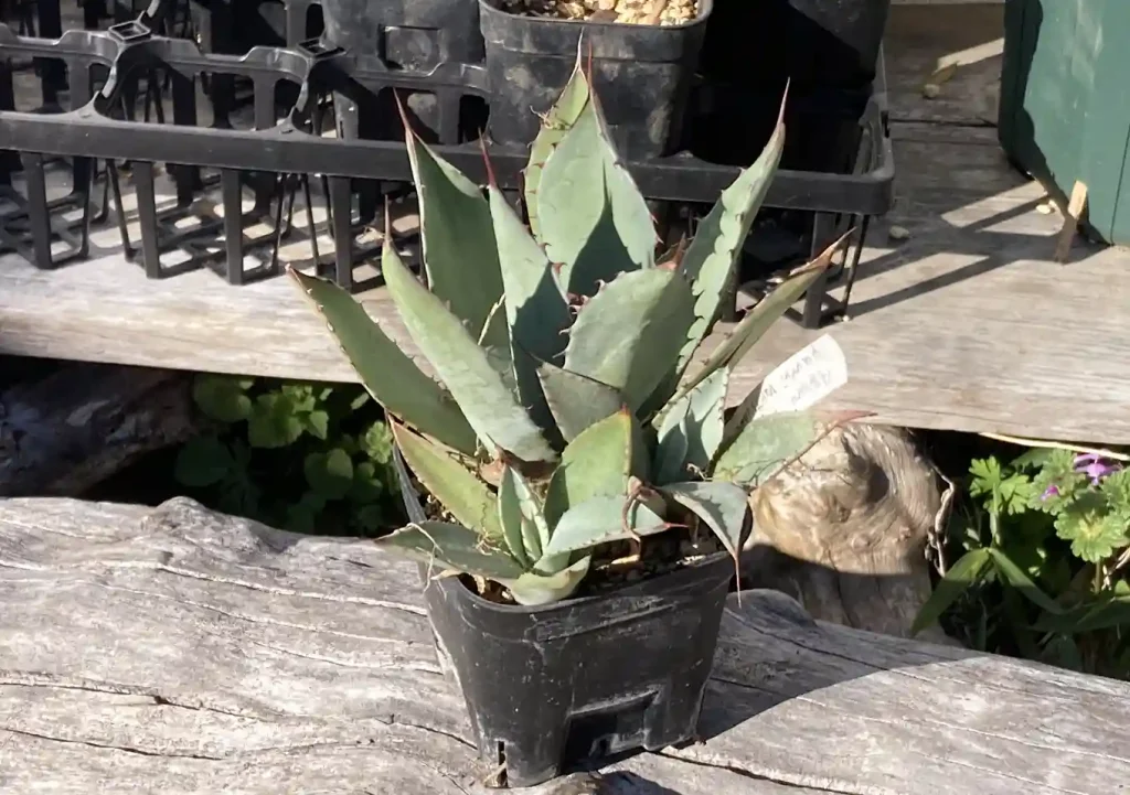 実生アガベ(トランカータ)の植替え方法/おすすめの培養土配合比率/根鉢がぎゅうぎゅう/購入先SEEDSTOCK_Agave parryi var. truncata_耐寒性強い品種