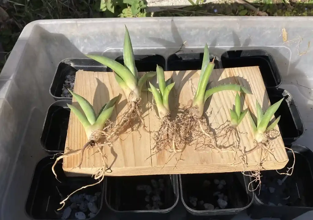 実生アガベ(トランカータ)の植替え方法/おすすめの培養土配合比率/根鉢がぎゅうぎゅう/購入先SEEDSTOCK_Agave parryi var. truncata_耐寒性強い品種