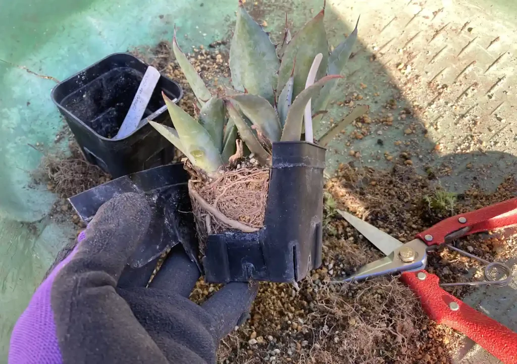 実生アガベ(トランカータ)の植替え方法/おすすめの培養土配合比率/根鉢がぎゅうぎゅう/購入先SEEDSTOCK_Agave parryi var. truncata_耐寒性強い品種
