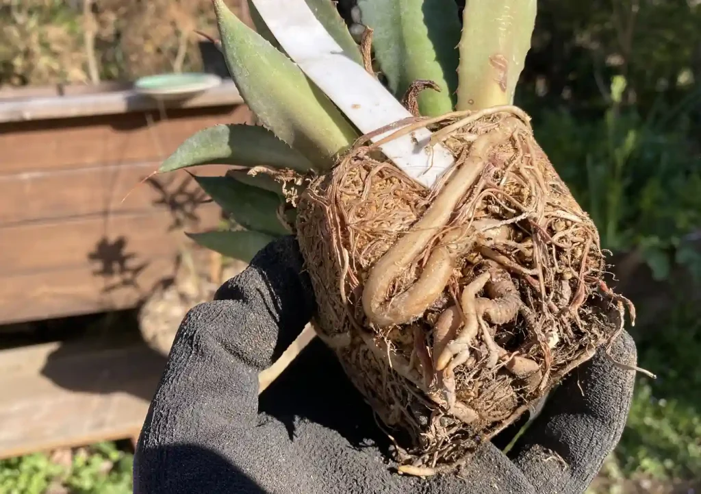 実生アガベ(トランカータ)の植替え方法/おすすめの培養土配合比率/根鉢がぎゅうぎゅう/購入先SEEDSTOCK_Agave parryi var. truncata_耐寒性強い品種