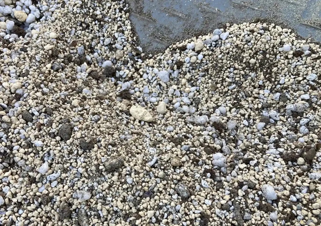 実生アガベ(トランカータ)の植替え方法/おすすめの培養土配合比率/根鉢がぎゅうぎゅう/購入先SEEDSTOCK_Agave parryi var. truncata_耐寒性強い品種