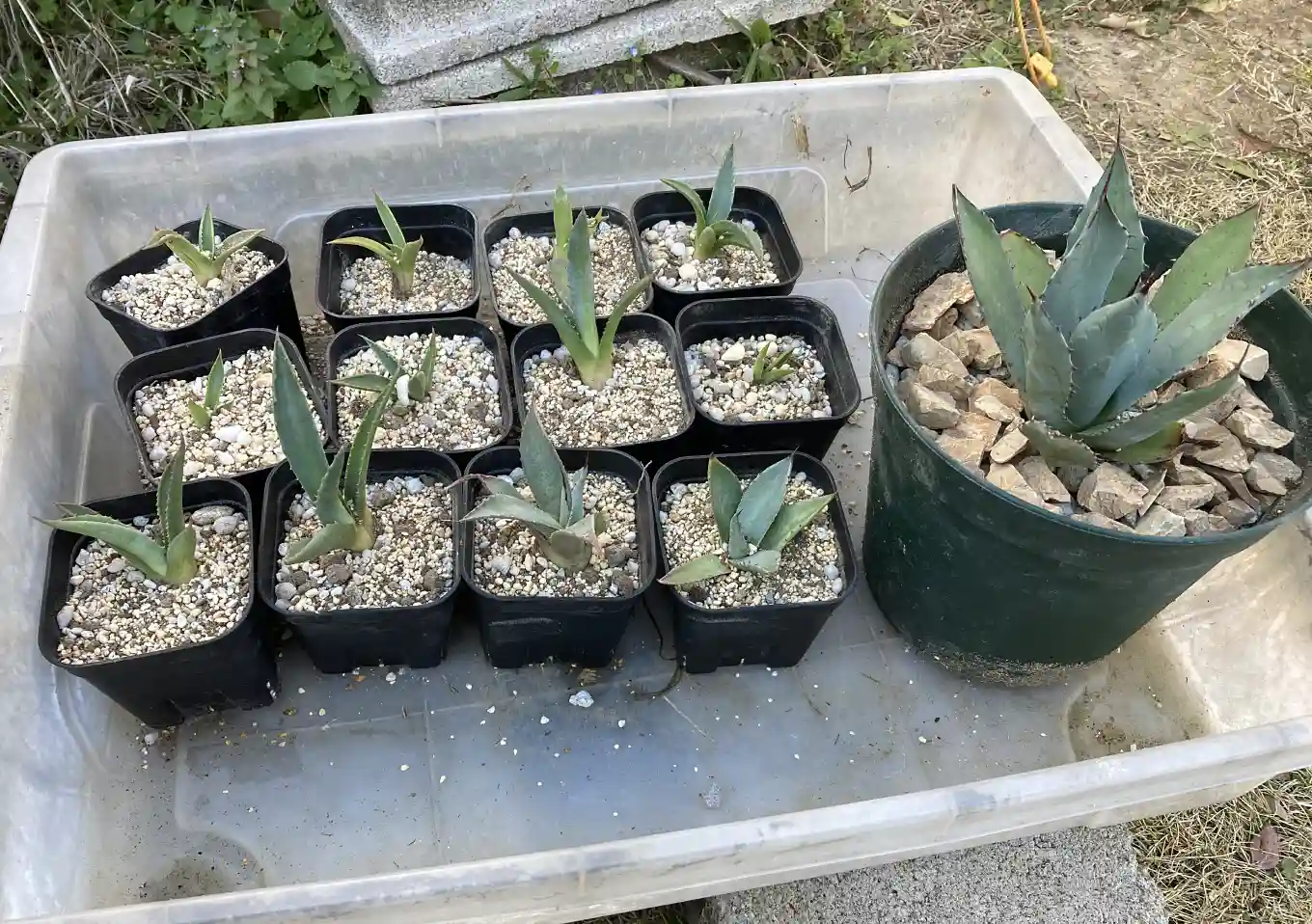 実生アガベ（トランカータ）の植替え方法／おすすめの培養土配合比率／根鉢がぎゅうぎゅう／購入先SEEDSTOCK_Agave parryi var. truncata_耐寒性強い品種