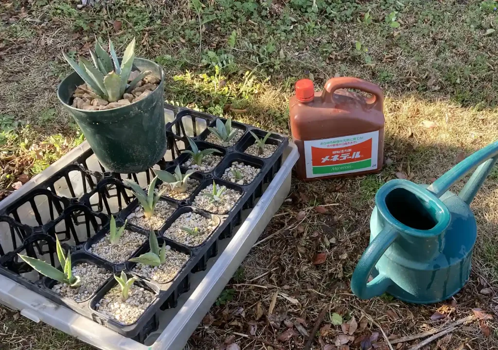 実生アガベ(トランカータ)の植替え方法/おすすめの培養土配合比率/根鉢がぎゅうぎゅう/購入先SEEDSTOCK_Agave parryi var. truncata_耐寒性強い品種