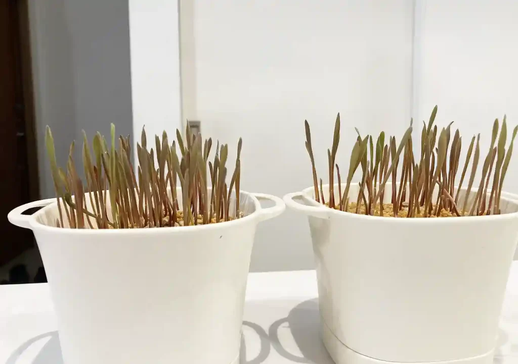 【猫草の育て方・DIY】ダイソーの機能鉢で簡単おしゃれに麦を育てる／水やりしやすい栽培