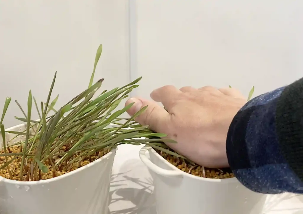 【猫草の育て方・DIY】ダイソーの機能鉢で簡単おしゃれに麦を育てる／水やりしやすい栽培