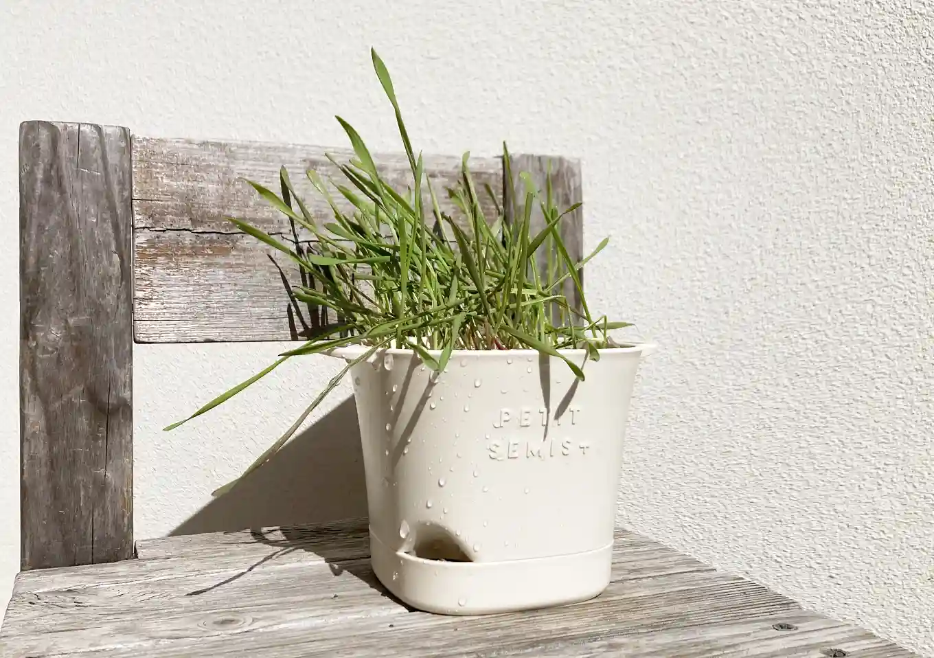 【猫草の育て方・DIY】ダイソーの機能鉢で簡単おしゃれに麦を育てる／水やりしやすい栽培