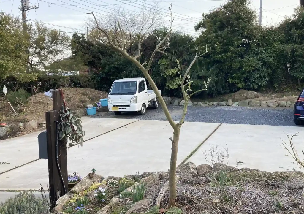 オリーブの木にゾウムシ!幹に穴と木屑/害虫被害の駆除対処方法/枯れかけている樹の復活のためにしたこと