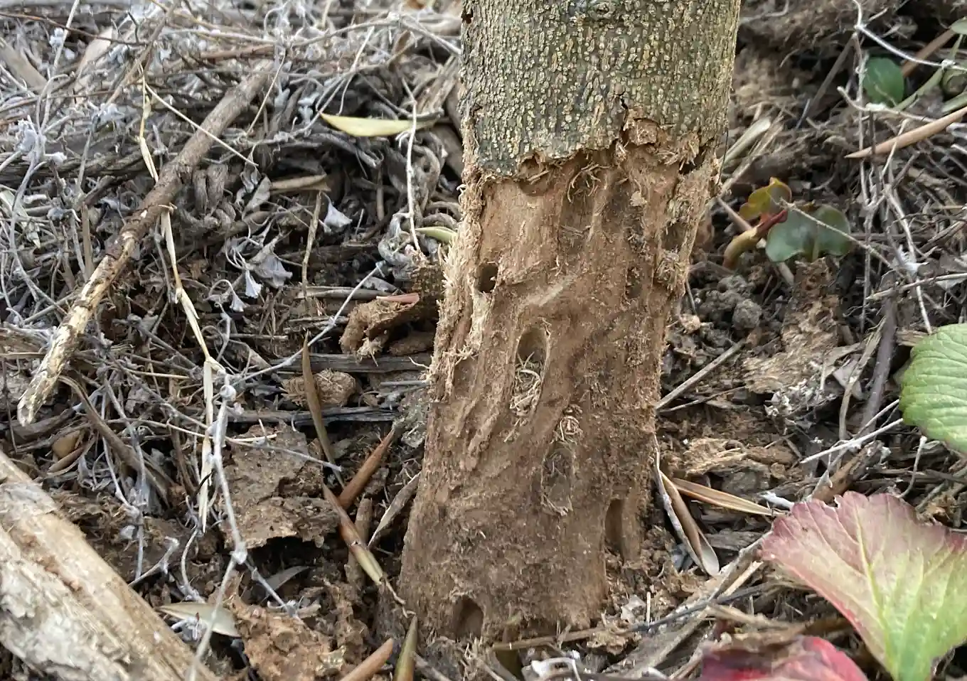 オリーブの木にゾウムシ！幹に穴と木屑／害虫被害の駆除対処方法／枯れかけている樹の復活のためにしたこと