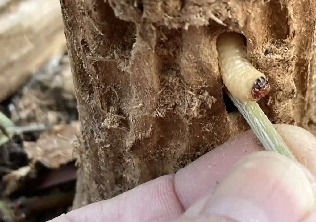 オリーブの木にゾウムシ!幹に穴と木屑/害虫被害の駆除対処方法/枯れかけている樹の復活のためにしたこと
