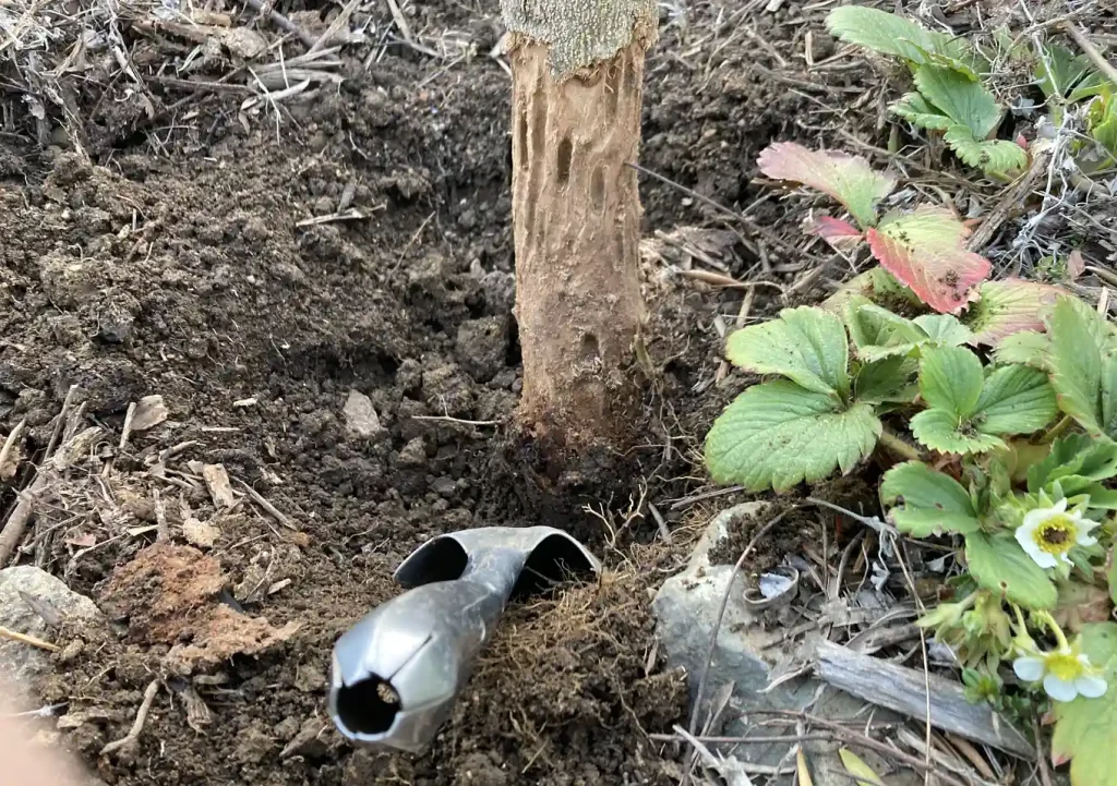 オリーブの木にゾウムシ!幹に穴と木屑/害虫被害の駆除対処方法/枯れかけている樹の復活のためにしたこと