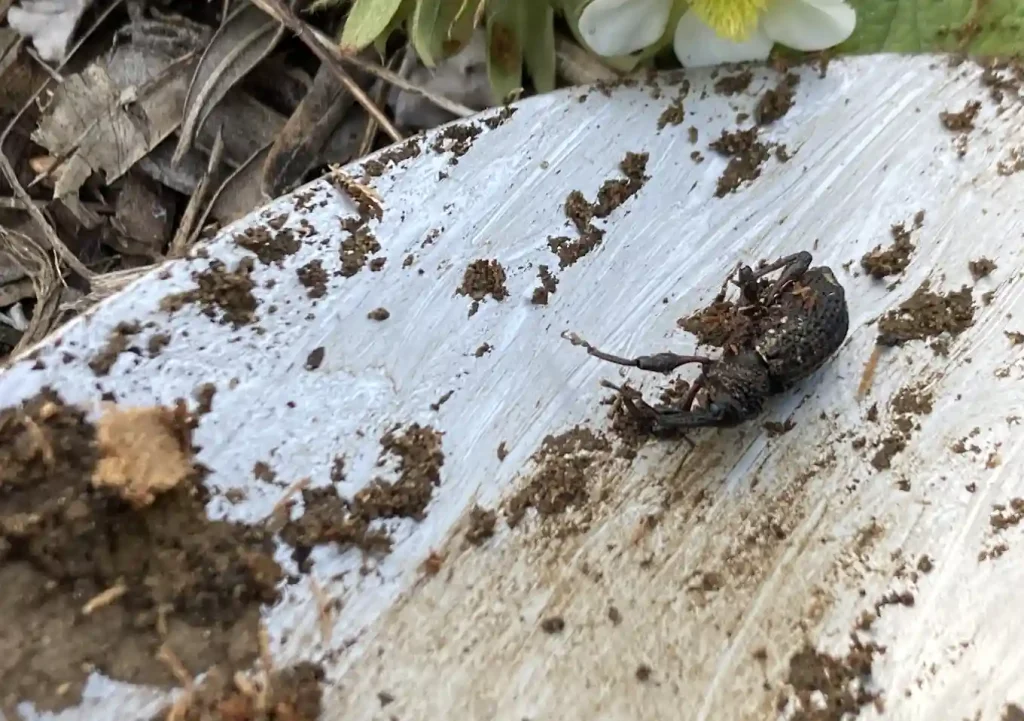 オリーブの木にゾウムシ!幹に穴と木屑/害虫被害の駆除対処方法/枯れかけている樹の復活のためにしたこと