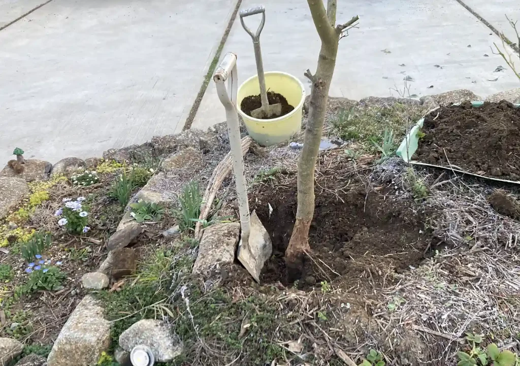 オリーブの木にゾウムシ!幹に穴と木屑/害虫被害の駆除対処方法/枯れかけている樹の復活のためにしたこと