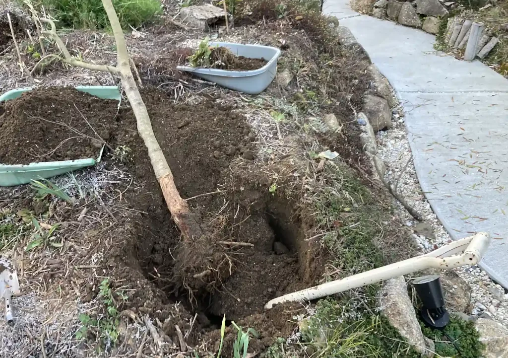 オリーブの木にゾウムシ!幹に穴と木屑/害虫被害の駆除対処方法/枯れかけている樹の復活のためにしたこと
