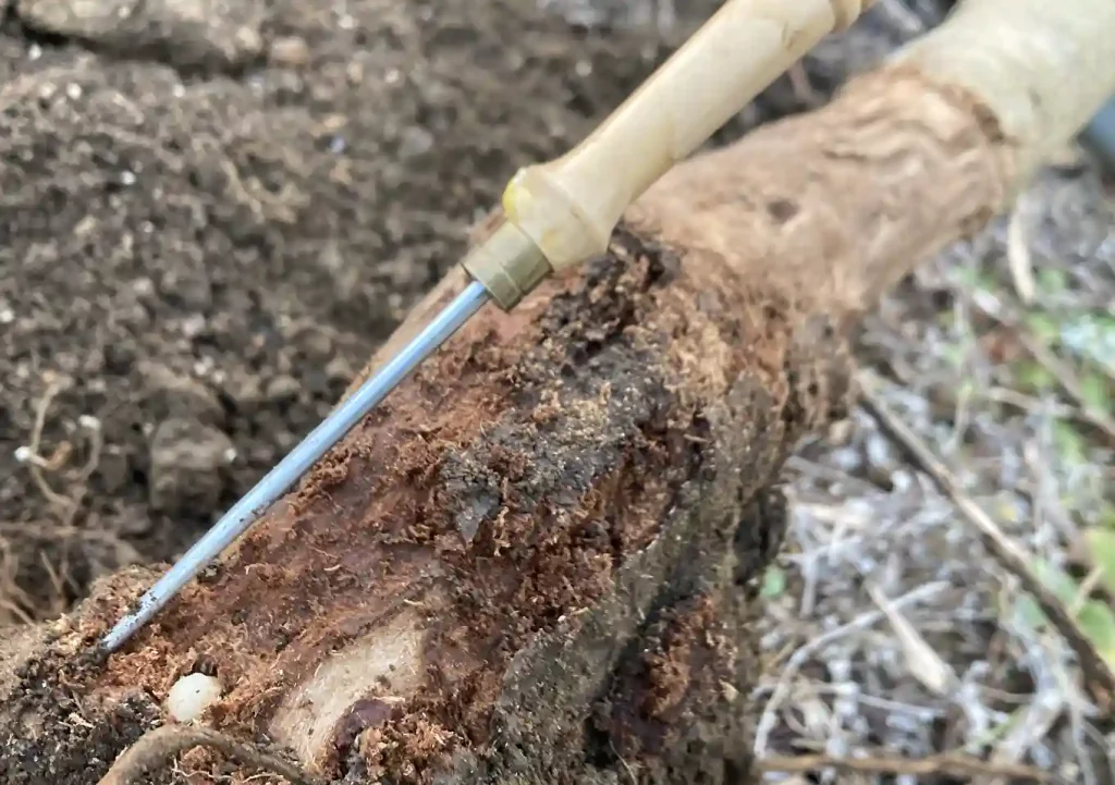 オリーブの木にゾウムシ!幹に穴と木屑/害虫被害の駆除対処方法/枯れかけている樹の復活のためにしたこと