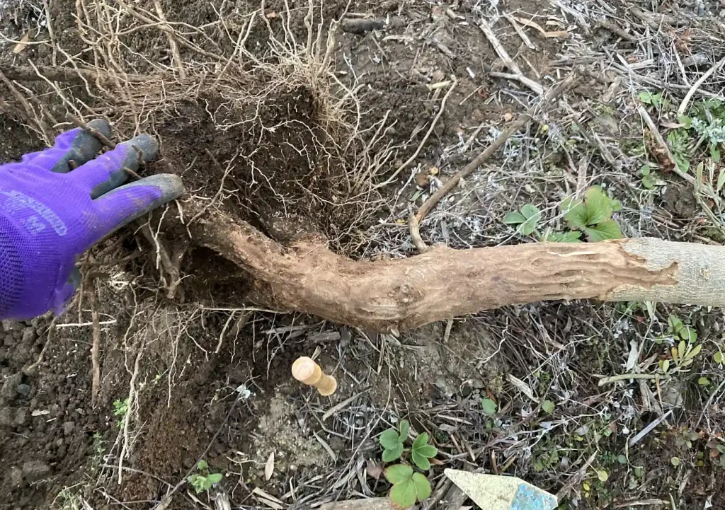 オリーブの木にゾウムシ!幹に穴と木屑/害虫被害の駆除対処方法/枯れかけている樹の復活のためにしたこと