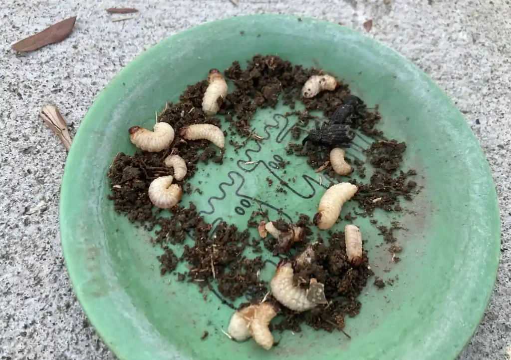 オリーブの木にゾウムシ!幹に穴と木屑/害虫被害の駆除対処方法/枯れかけている樹の復活のためにしたこと