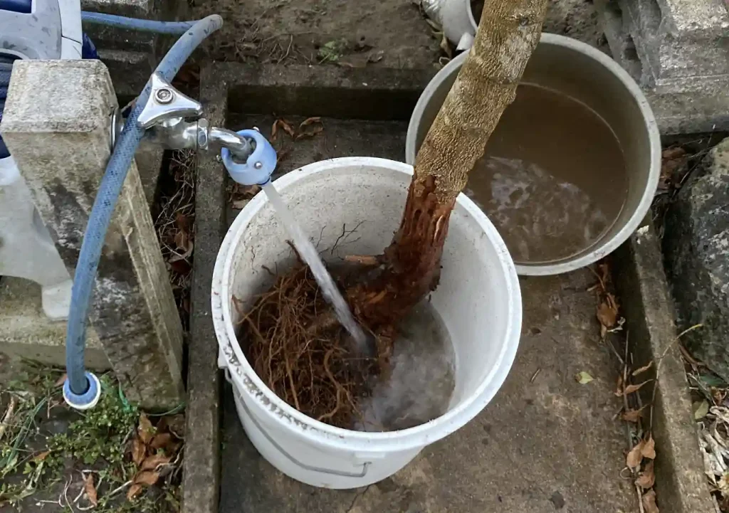 オリーブの木にゾウムシ!幹に穴と木屑/害虫被害の駆除対処方法/枯れかけている樹の復活のためにしたこと