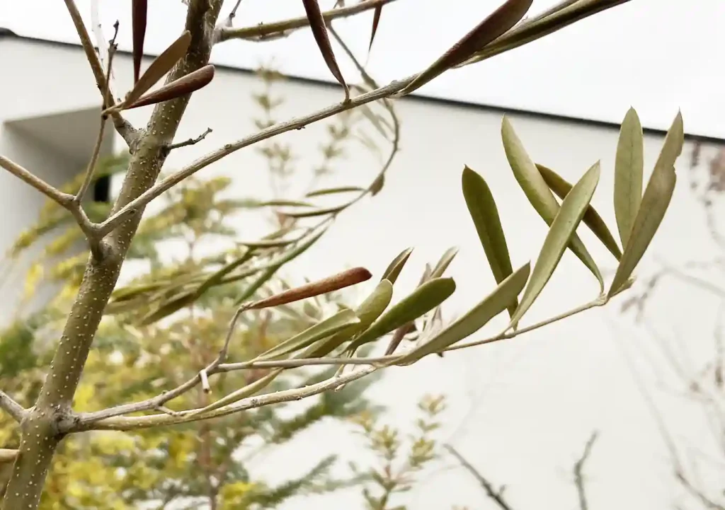 オリーブの木にゾウムシ!幹に穴と木屑/害虫被害の駆除対処方法/枯れかけている樹の復活のためにしたこと