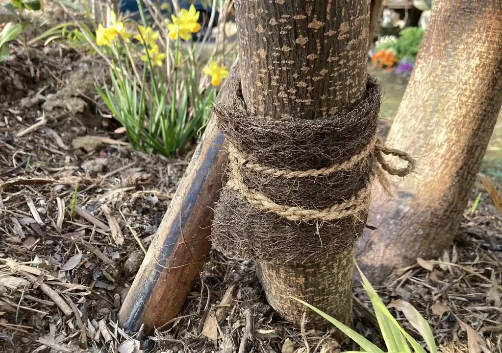 オリーブの木にゾウムシ!幹に穴と木屑/【予防】害虫被害の駆除対処方法/枯れかけている樹の復活のためにしたこと