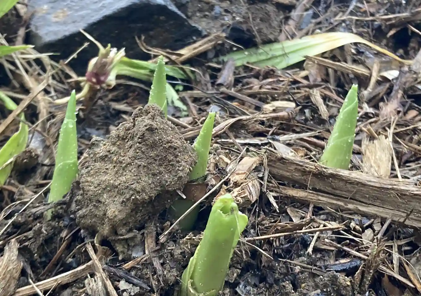 ギボウシ（ホスタ）の株分け方法。２月の庭仕事／宿根草の移植／シェードガーデン／ナチュラルリーフ