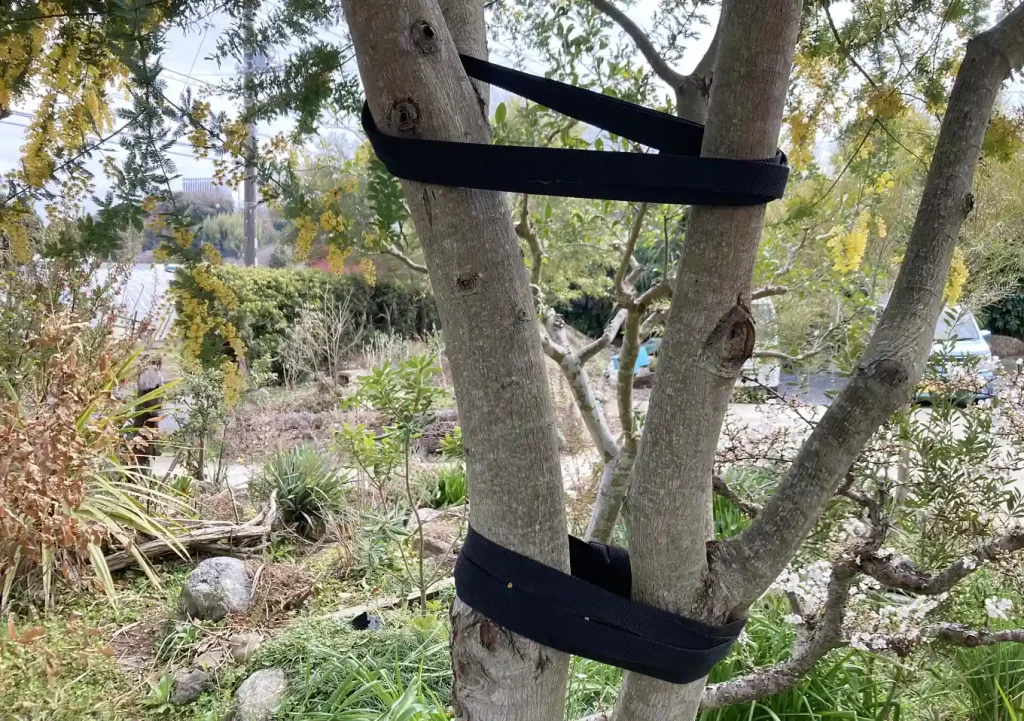 アカシア（ミモザ）の幹が裂けた！強風対策対処法方（枝折れ）剪定時期_寿命／補強ベルト