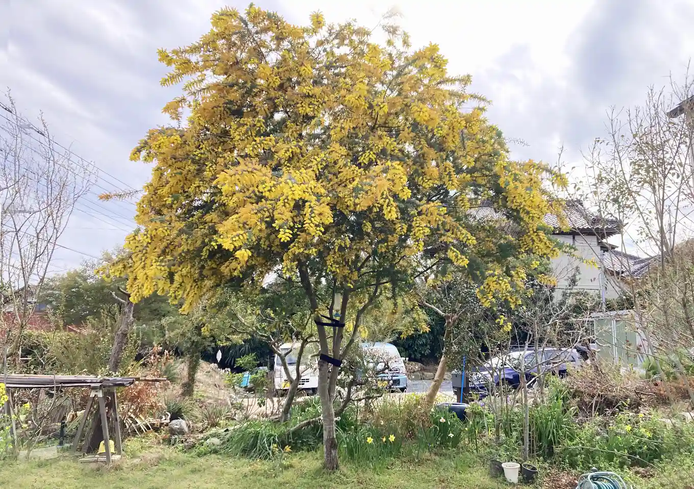 アカシア（ミモザ）の幹が裂けた！強風対策対処法方（枝折れ）剪定時期_寿命／補強ベルト