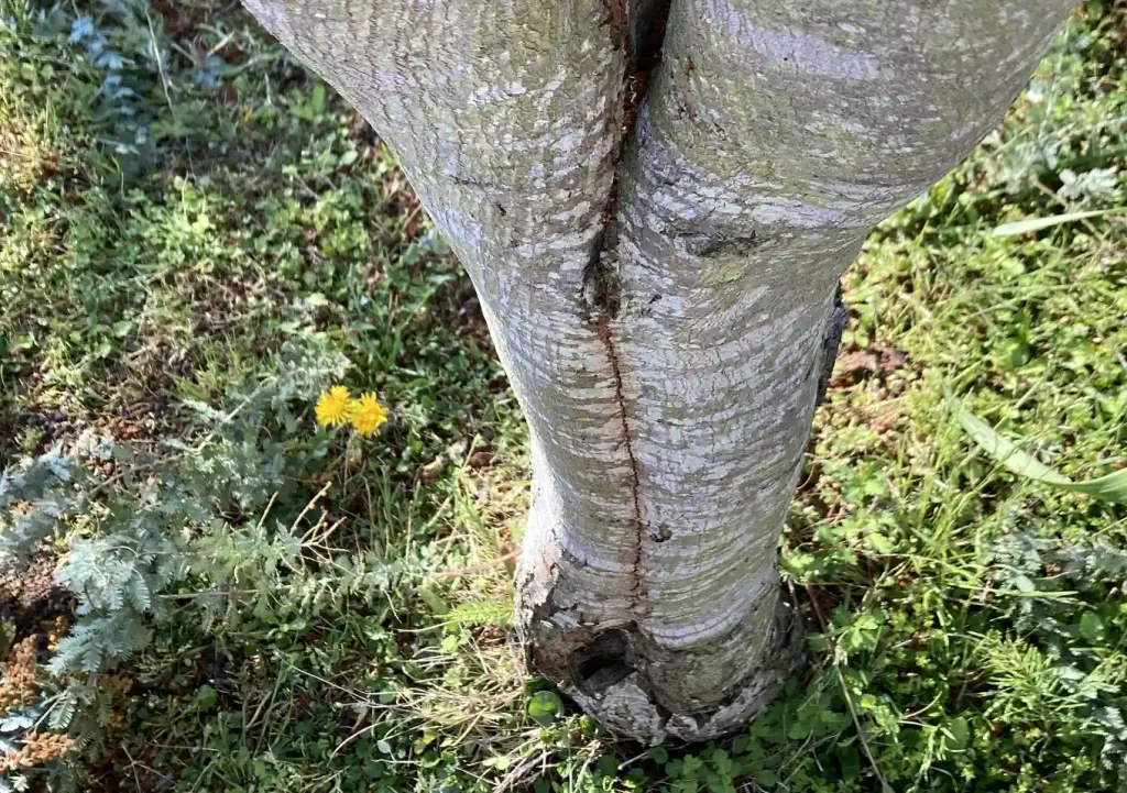 アカシア（ミモザ）の幹が裂けた！強風対策対処法方（枝折れ）剪定時期_寿命／補強ベルト