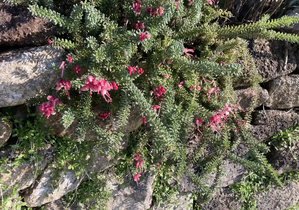 グレビレア（ラニゲラ）／這性植物で作る壁面植栽／石積み（木曽石）作り方とレイアウト