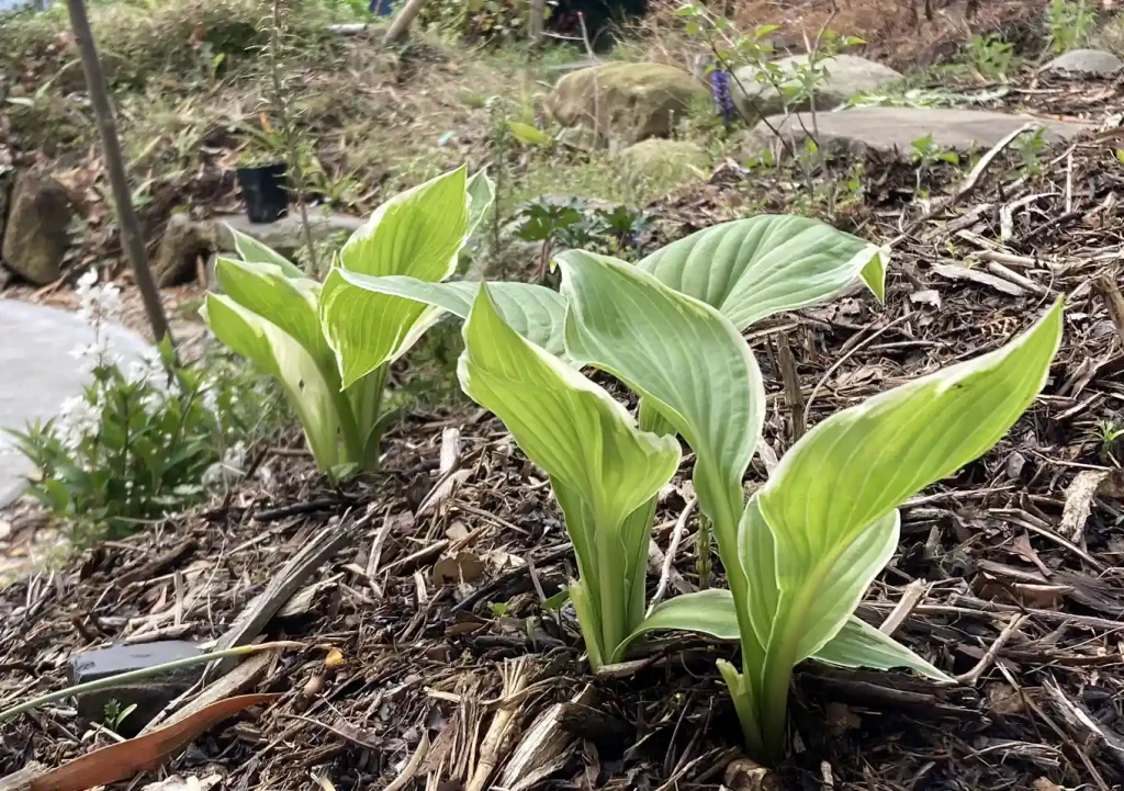ギボウシ(ホスタ)の株分け方法。2月の庭仕事/宿根草の移植/シェードガーデン/ナチュラルリーフ