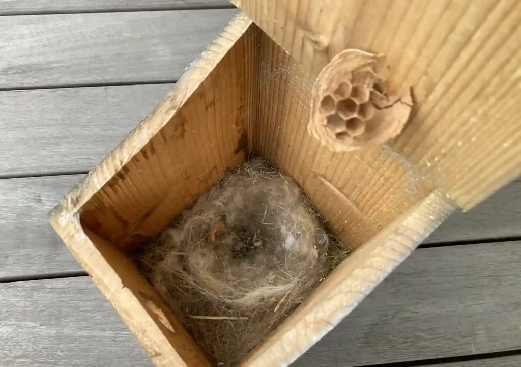 DIY/子供と作れるシジュウカラの巣箱「夏休みの工作」/作り方/小鳥が入らない/子育て