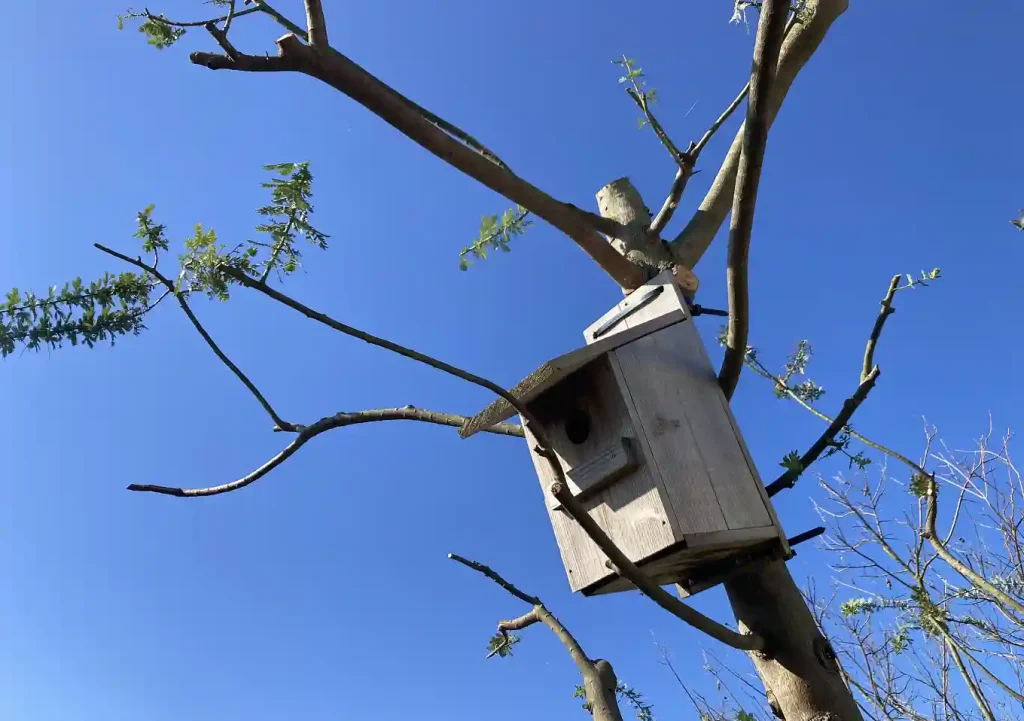 DIY/子供と作れるシジュウカラの巣箱「夏休みの工作」/作り方/小鳥が入らない/子育て