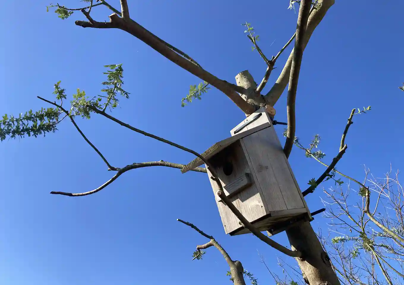 DIY/子供と作れるシジュウカラの巣箱「夏休みの工作」／作り方／小鳥が入らない／子育て