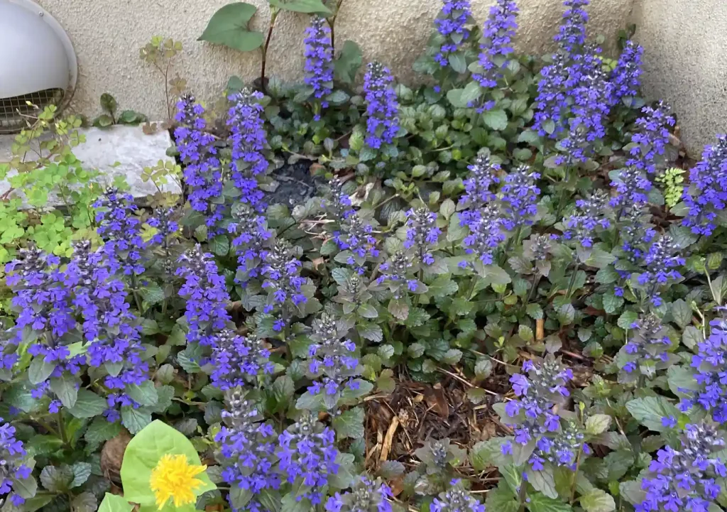 アジュガの花・紫/這性植物で作る壁面植栽/石積み(木曽石)作り方とレイアウト
