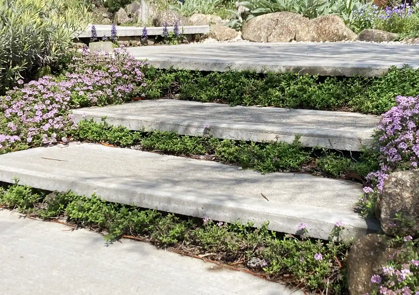 クリーピングタイムのコンクリートエントランス（ロンギカウリス）／這性植物で作る壁面植栽／石積み作り方とレイアウト