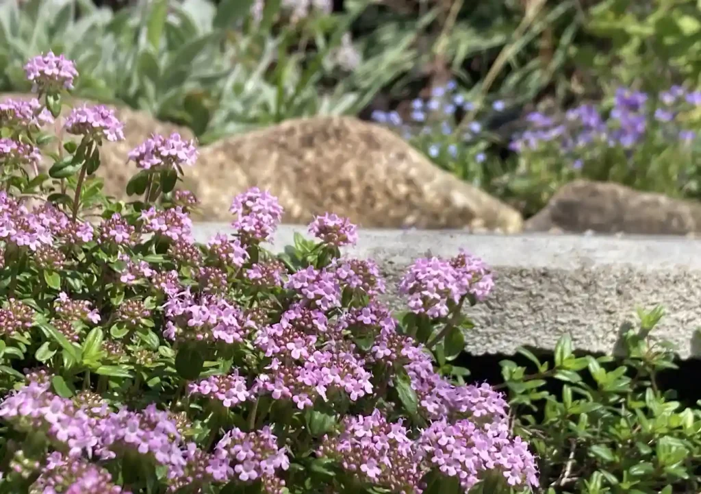 クリーピングタイムのエントランス（ロンギカウリス）／這性植物で作る壁面植栽／石積み（木曽石）作り方とレイアウト