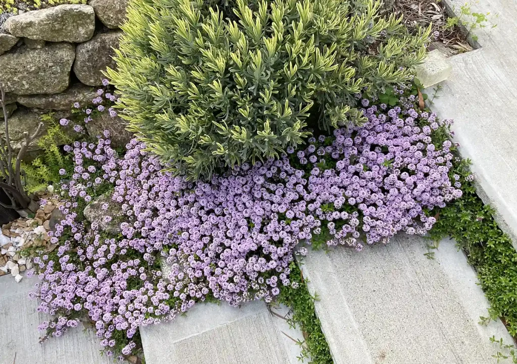 【外構／階段】クリーピングタイムのエントランス（ロンギカウリス）／這性植物で作る壁面植栽／石積み（木曽石）作り方とレイアウト