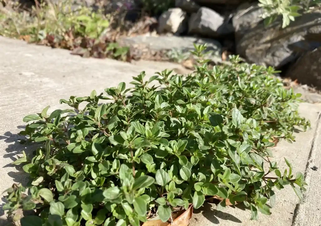 【外構／階段】クリーピングタイムのエントランス（レイタータイム）／這性植物で作る壁面植栽／石積み（木曽石）作り方とレイアウト