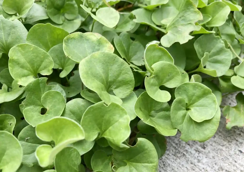 雑草対策グランドカバープランツ【おすすめ品種】シルバーディコンドラ(ダイコンドラ)爽やかなイングリッシュガーデン/しだれる這性(匍匐性)銀葉で明るい庭/ガーデニング