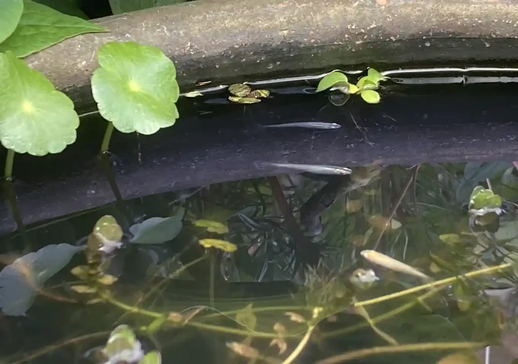メダカ鉢の立ち上げ方_設置（作り方）庭園バードバス／管理が簡単な水草／ヌマエビ