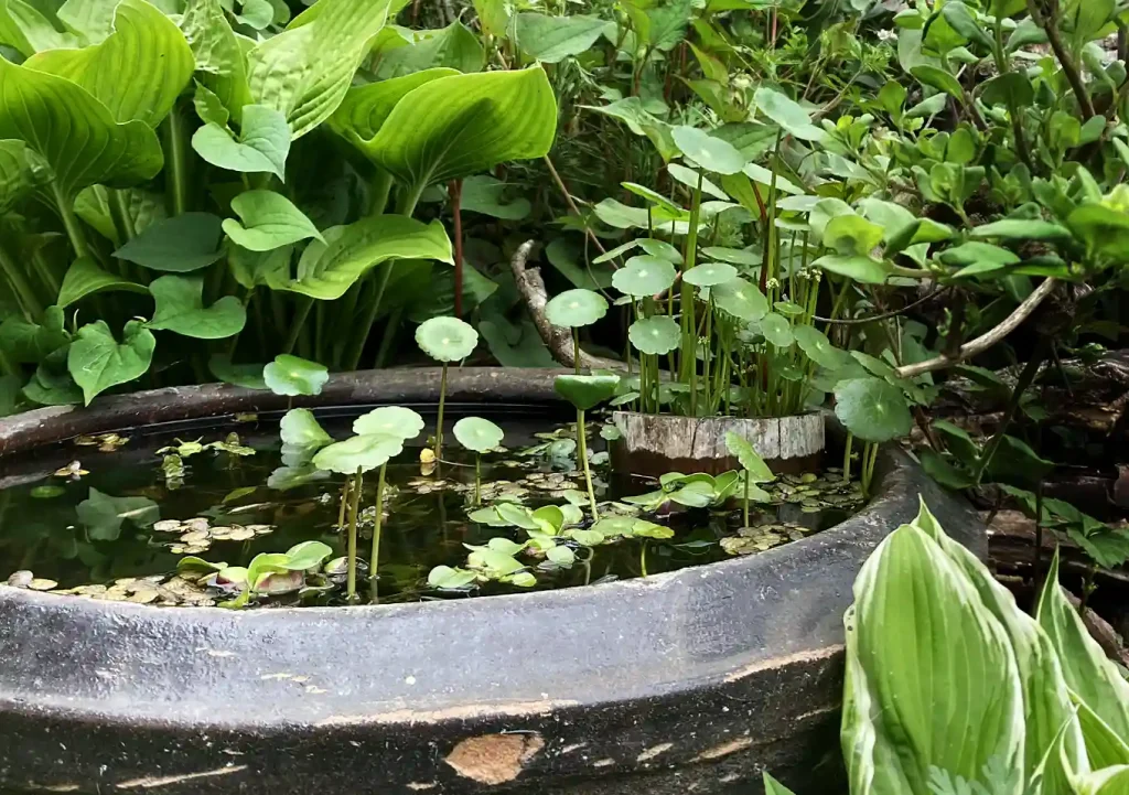 メダカ鉢の立ち上げ方_設置（作り方）庭園バードバス／管理が簡単な水草／ヌマエビ
