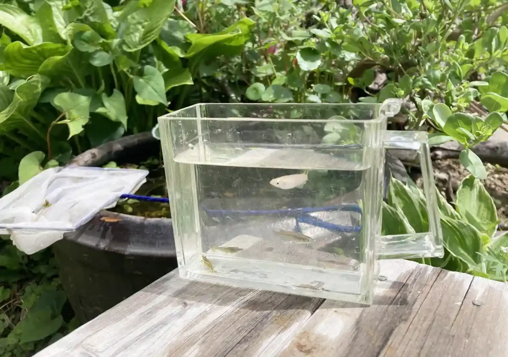 夏休みの自由研究の場所／メダカ鉢の立ち上げ方_設置（作り方）庭園バードバス／管理が簡単な水草／ヌマエビ