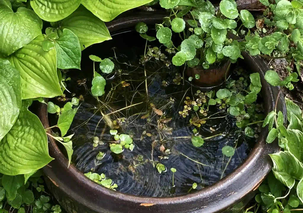 雨の日／メダカ鉢の立ち上げ方_設置（作り方）庭園バードバス／管理が簡単な水草／ヌマエビ