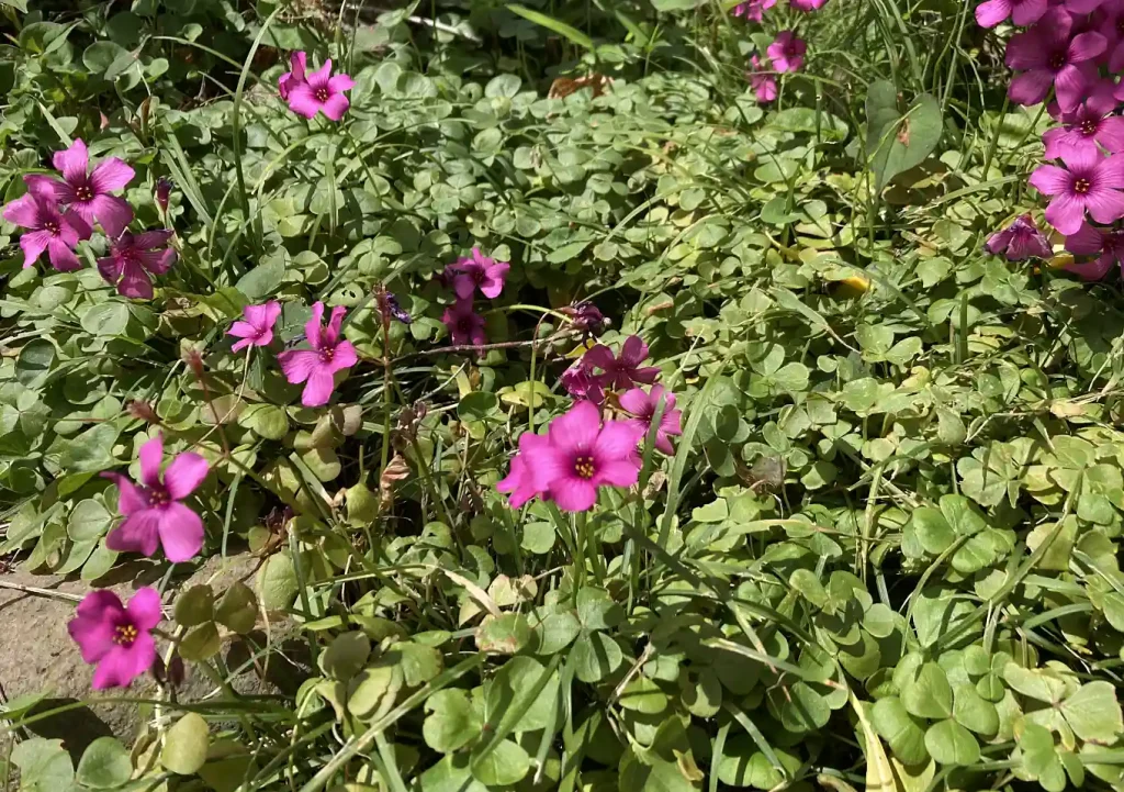 オキザリスの花（ピンク）／グランドカバーにおすすめ／最強／雑草抑制除草植物／芝の代わり（代用）