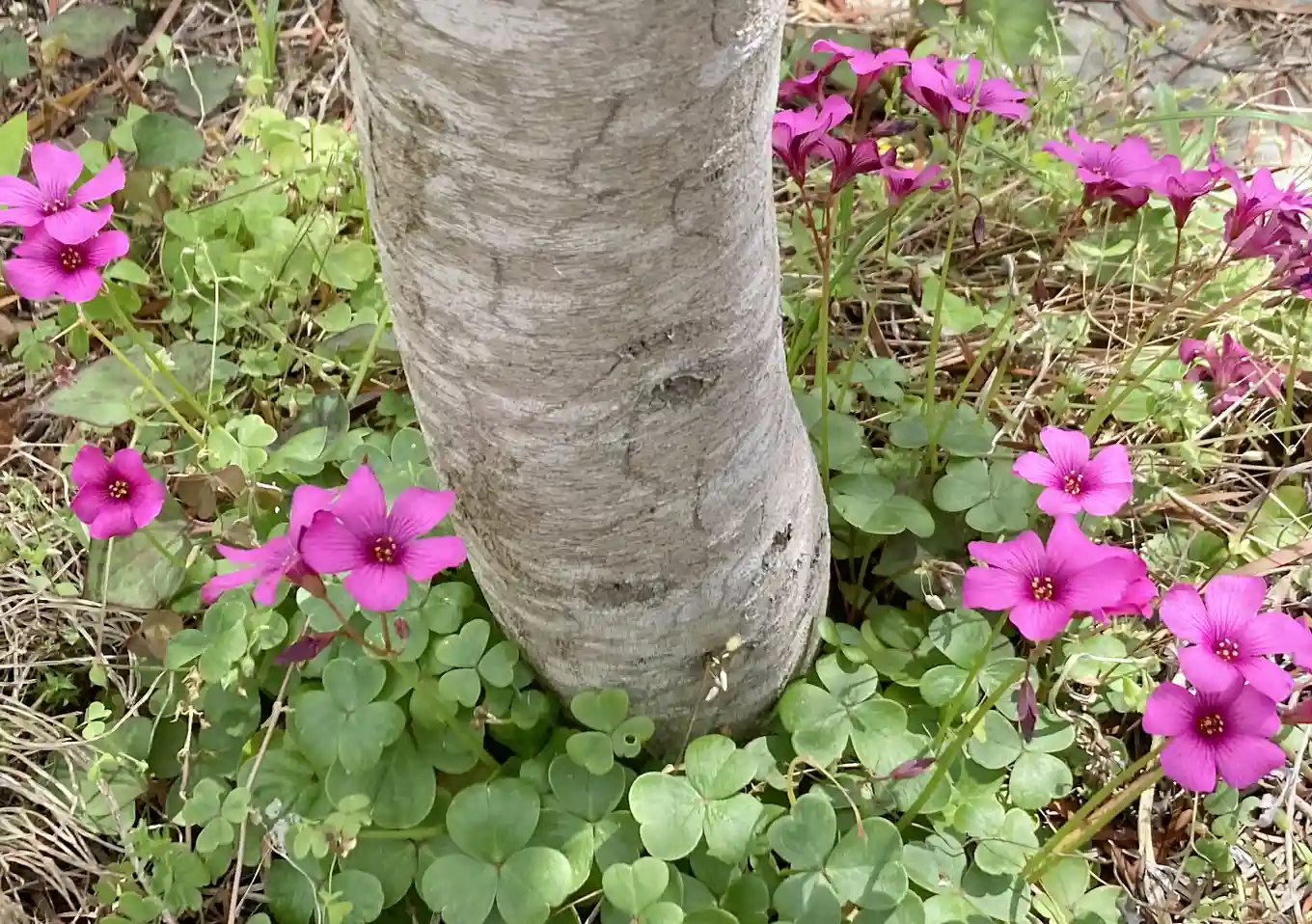 オキザリスの花（ピンク）／グランドカバーにおすすめ／最強／雑草抑制除草植物／芝の代わり（代用）