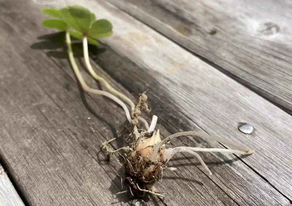 オキザリスの花（ピンク）／グランドカバーにおすすめ／最強／雑草抑制除草植物／芝の代わり（代用）